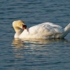 Labut velka - Cygnus olor - Mute Swan 1368
